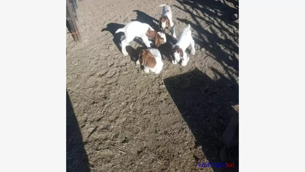 ₦35,000 Boer and Kalahari red hybrid goat available for sale